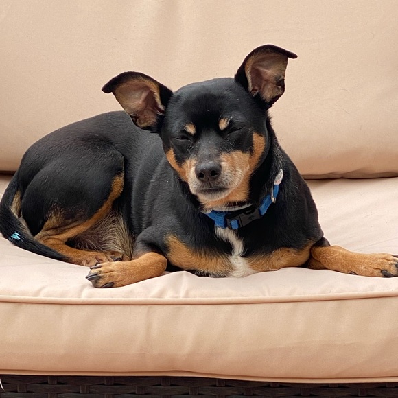 Pet Friendly Home πΆπ± - Picture 15 of 16